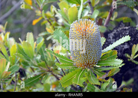 Australian native Alter Mann Banskia Blume, Banksia serrata, Royal National Park, Sydney, NSW, Australien. Stockfoto