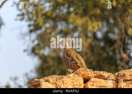 Wild Rebhuhn in Alpera, Albacete, Spanien Stockfoto