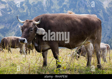 Kuh auf der Strecke Land, Allgäu, Bayern, Deutschland, Europa Stockfoto