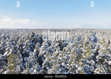 Schöne Luftaufnahme der Wald im Winter. Zauberhafte Schneelandschaft. Flug über die Wälder nach einem Blizzard. Stockfoto