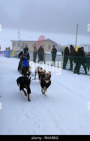 Internationalen Hundeschlittenrennen in Todtmoos Dorf, Waldshut, Baden-Württemberg, Deutschland, Europa, 26.-27. Januar 2019 Stockfoto