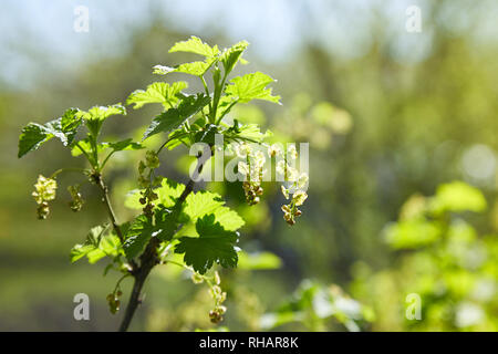 Blühende Johannisbeeren Pflanzen in einem Garten. Closeup Zweige Johannisbeeren mit einer selektiven Fokus auf einem grünen Hintergrund. Stockfoto