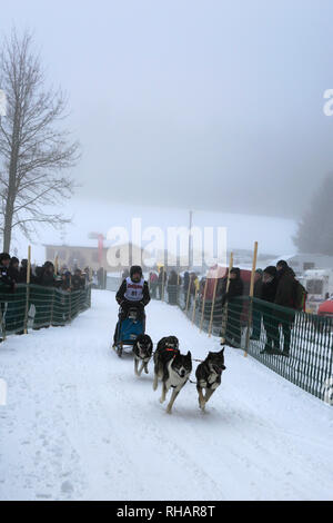 Internationalen Hundeschlittenrennen in Todtmoos Dorf, Waldshut, Baden-Württemberg, Deutschland, Europa, 26.-27. Januar 2019 Stockfoto