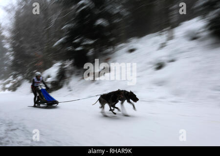 Internationalen Hundeschlittenrennen in Todtmoos Dorf, Waldshut, Baden-Württemberg, Deutschland, Europa, 26.-27. Januar 2019 Stockfoto