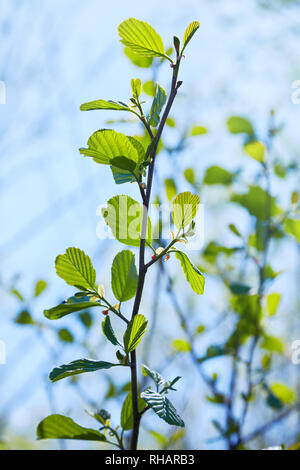 Niederlassung von Alnus glutinosa, die Common Alder, Black Alder im Frühjahr. Stockfoto