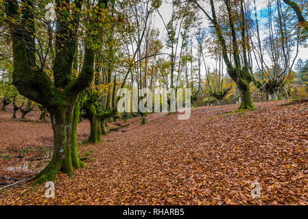 Otzarreta Wald buche Bäume im Herbst, Baskenland Stockfoto