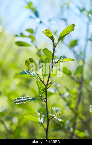 Niederlassung von Alnus glutinosa, die Common Alder, Black Alder im Frühjahr. Stockfoto