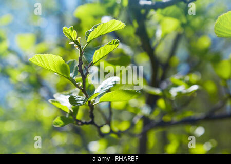 Niederlassung von Alnus glutinosa, die Common Alder, Black Alder im Frühjahr. Stockfoto