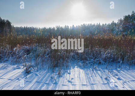 Winterlandschaft Szene Hintergrund mit Schnee, Bäume, Eis See und Schilf bedeckt. Schönheit sonnigen Kulisse. Frostigen Bäumen und Schilf, verschneiten Wald. Wint Stockfoto