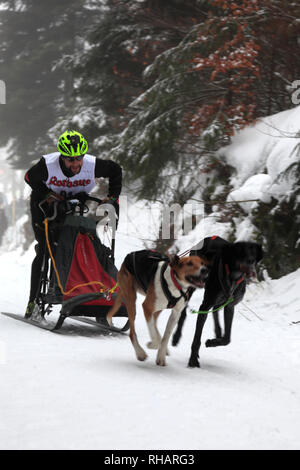 Internationalen Hundeschlittenrennen in Todtmoos Dorf, Waldshut, Baden-Württemberg, Deutschland, Europa, 26.-27. Januar 2019 Stockfoto