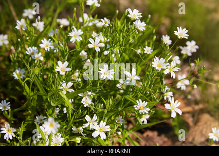 Weiß stellaria zarten Blüten. Stellaria Wachstum im Feld, Caryophillaceae - Stellaria holostea Blume Stockfoto