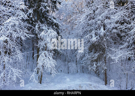 Winter Landschaft im Schnee Wald. - Bild Stockfoto