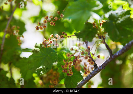 Blühende Johannisbeeren Pflanzen in einem Garten. Closeup Zweige Johannisbeeren mit einer selektiven Fokus auf einem grünen Hintergrund. Stockfoto