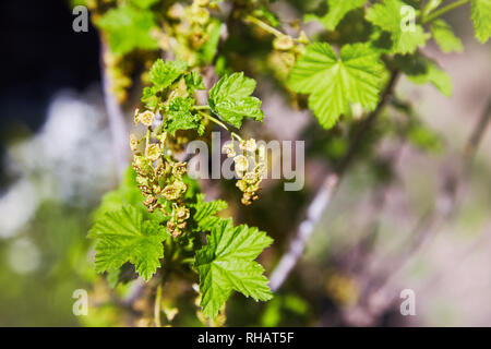 Blühende Johannisbeeren Pflanzen in einem Garten. Closeup Zweige Johannisbeeren mit einer selektiven Fokus auf einem grünen Hintergrund. Stockfoto