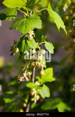 Blühende Johannisbeeren Pflanzen in einem Garten. Closeup Zweige Johannisbeeren mit einer selektiven Fokus auf einem grünen Hintergrund. Stockfoto