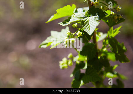 Blühende Johannisbeeren Pflanzen in einem Garten. Closeup Zweige Johannisbeeren mit einer selektiven Fokus auf einem grünen Hintergrund. Stockfoto