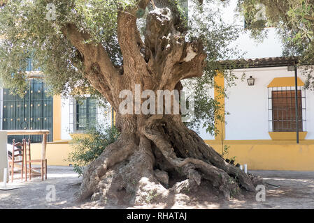 Der Provinz Huelva in Spanien: Eine alte Olivenbaum im Ort El Rocio. Stockfoto