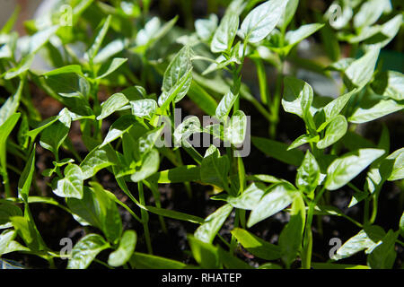 Sämling von Paprika. Junge grüne Paprika mit Blätter wachsen Pflanzen aus Samen im Boden in Kästen auf Fensterbänke Innen. Topfpflanzen Paprika Keimlinge Grün Le Stockfoto