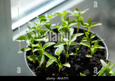 Sämling von Paprika. Junge grüne Paprika mit Blätter wachsen Pflanzen aus Samen im Boden in Kästen auf Fensterbänke Innen. Topfpflanzen Paprika Keimlinge Grün Le Stockfoto