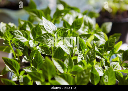 Sämling von Paprika. Junge grüne Paprika mit Blätter wachsen Pflanzen aus Samen im Boden in Kästen auf Fensterbänke Innen. Topfpflanzen Paprika Keimlinge Grün Le Stockfoto