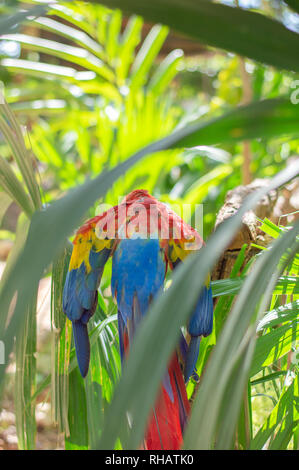 Hellrote Ara von der Rückseite, zeigt seine Gefieder. Yucatan, Mexiko. Stockfoto