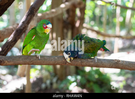 Weiß bedeckte pionus und Amazon Parrot Papagei Paar, Yucatan, Mexiko Stockfoto