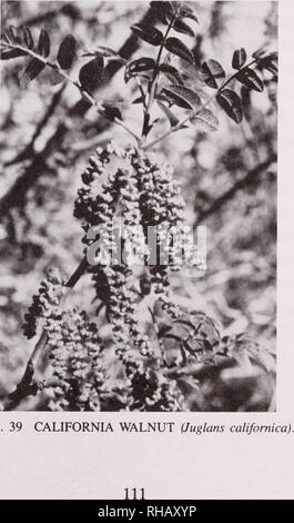 . Botanische Ressourcen Emma Holz State Beach und die Mündung des Flusses Ventura, Kalifornien: Inventory und Management: Bericht zum Zustand von Kalifornien Abteilung der Parks und Erholung/von Wayne R. Ferren Jr... [Et Al.].. Pflanzen; Kalifornien; Emma Holz State Beach.; Pflanzen; Kalifornien; Ventura Flussmündung.. 38 STACHELIGEN RUSH (Juncus acutus var. sphaerocarpus).. Bitte beachten Sie, dass diese Bilder sind von der gescannten Seite Bilder, die digital für die Lesbarkeit verbessert haben mögen - Färbung und Aussehen dieser Abbildungen können nicht perfekt dem Original ähneln. extrahiert. Ferren, Wayne Stockfoto