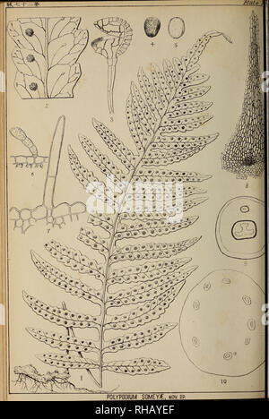 . Die botanical Magazine = Shokubutsugaku Zasshi. Pflanzen, Botanik. . Bitte beachten Sie, dass diese Bilder sind von der gescannten Seite Bilder, die digital für die Lesbarkeit verbessert haben mögen - Färbung und Aussehen dieser Abbildungen können nicht perfekt dem Original ähneln. extrahiert. Tokio; Nihon Shokubutsu Shokubutsu Gakkai Gakkai. Tokio: Tokio Botanischen Gesellschaft Stockfoto