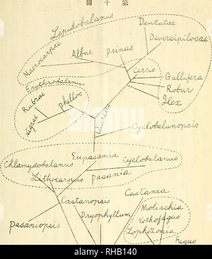 . Die botanical Magazine = Shokubutsugaku Zasshi. Pflanzen, Botanik. ?? |-?? ? ???? (22).cs^^??????)??. Bitte beachten Sie, dass diese Bilder sind von der gescannten Seite Bilder, die digital für die Lesbarkeit verbessert haben mögen - Färbung und Aussehen dieser Abbildungen können nicht perfekt dem Original ähneln. extrahiert. Tokio; Nihon Shokubutsu Shokubutsu Gakkai Gakkai. Tokio: Tokio Botanischen Gesellschaft Stockfoto