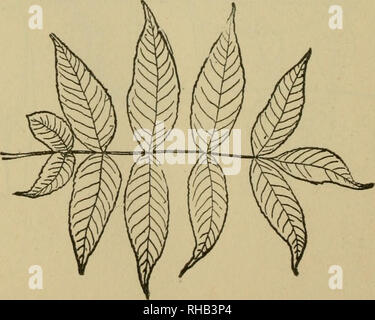 . Das Buch der Holzarbeit und indischen Überlieferung. Natural History; Camping; Leben im Freien; Indianer Nordamerikas. Esche schwarz Esche Fraxinus HOOPASHoH Wasser f^lGRA Esche Schwarz, Hoop Asche oder Wasser Asche. (Fraxinus nigra) ein großer Wald Baum des sumpfigen Orten; 70, 80 oder nur selten 100 Fuß hoch. Holz dunkel braun, hart, weich, Kurs, schwer. Ein kubischer Fuß wiegt 39 kg Bald rots Neben der Masse. Spät im Frühjahr zu Blatt, und früh im Herbst abgeworfen. Die Blätter sind 12 bis 16 cm lang; ihre Flugblätter mit Ausnahme der letzten keine Stiel haben, die v Nummer 7 bis 11, 2 bis 6 cm lang.. Bitte beachten Sie, dass diese Bilder sind extr Stockfoto