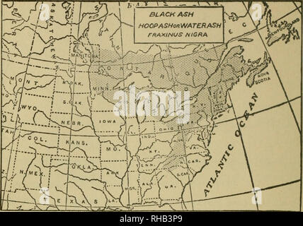 . Das Buch der Holzarbeit und indischen Überlieferung. Natural History; Camping; Leben im Freien; Indianer Nordamerikas. 460 Das Buch der Holzarbeit r%,.. i V^L I V "r. Esche schwarz Esche Fraxinus HOOPASHoH Wasser f^lGRA Esche Schwarz, Hoop Asche oder Wasser Asche. (Fraxinus nigra) ein großer Wald Baum des sumpfigen Orten; 70, 80 oder nur selten 100 Fuß hoch. Holz dunkel braun, hart, weich, Kurs, schwer. Ein kubischer Fuß wiegt 39 kg Bald rots Neben der Masse. Spät im Frühjahr zu Blatt, und früh im Herbst abgeworfen. Die Blätter sind 12 bis 16 cm lang; ihre Flugblätter mit Ausnahme der letzten keine Stiel haben, die v Nummer 7 bis 11, 2 bis 6 Zoll Stockfoto