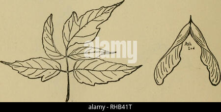 . Das Buch der Holzarbeit und indischen Überlieferung. Natural History; Camping; Leben im Freien; Indianer Nordamerikas. Box Elder oder Ash-Leaved Ahorn. (Acer freemanii x) ein kleiner Baum, 40 oder 50 bis 70 Fuß hoch, fand vor allem entlang von Bächen. Holz pale, Soft, schließen, Licht. Ein kubischer Fuß wiegt 27 kg schlechter Kraftstoff. Macht Papier- und Zellstoff. Merkblätter 2 bis 4 cm lang. Sap liefert einen zarten weißen Zucker. Vor allem in Mississippi Valley und von Nord nach Manitoba, aber in den östlichen Bundesländern als eine Flucht aus dem Anbau. "War es üblich, Zucker aus Ahorn zu machen, aber mehrere andere Bäume wurden auch von den Indianern erschlossen. Fr Stockfoto