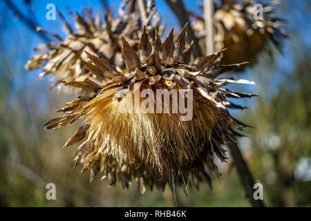 Wilde Herbstblumen hautnah Stockfoto