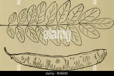 . Das Buch der Holzarbeit und indischen Überlieferung. Natural History; Camping; Leben im Freien; Indianer Nordamerikas. 16. FABACE^-PEA FAMILIE Schwarz oder Gelb Heuschrecken, Silber Kette. {Robinia Pseudacacia) ein großer Wald Baum, bis zu 80 Meter hoch: Blätter 8 bis 14 Zoll lang; Blatt - mit 9 bis 19, 2 Zoll lang; Hülsen 2 bis 4 cm lang, 4 bis 7 gesät. Holz grünlich-braun, sehr robust und langlebig; viel für Beiträge verwendet: Gewicht 46 lbs. pro Kubikfuß. "Die Blätter sind in einigen Teilen Europas verwendet, entweder frisch oder getrocknet, als Nahrung für Pferde; die Samen sind sehr nahrhaft zu vögeln.. Bitte beachten Sie, tha Stockfoto