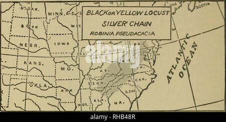 . Das Buch der Holzarbeit und indischen Überlieferung. Natural History; Camping; Leben im Freien; Indianer Nordamerikas. 434 Das Buch der Holzarbeit. 16. FABACE^-PEA FAMILIE Schwarz oder Gelb Heuschrecken, Silber Kette. {Robinia Pseudacacia) ein großer Wald Baum, bis zu 80 Meter hoch: Blätter 8 bis 14 Zoll lang; Blatt - mit 9 bis 19, 2 Zoll lang; Hülsen 2 bis 4 cm lang, 4 bis 7 gesät. Holz grünlich-braun, sehr robust und langlebig; viel für Beiträge verwendet: Gewicht 46 lbs. pro Kubikfuß. "Die Blätter sind in einigen Teilen Europas verwendet, entweder frisch oder getrocknet, als Nahrung für Pferde; die Samen sind sehr nahrhaft Stockfoto