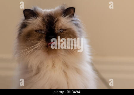 Portrait von Langhaarigen blue eyed Seal Point himalayan Cat. Stockfoto