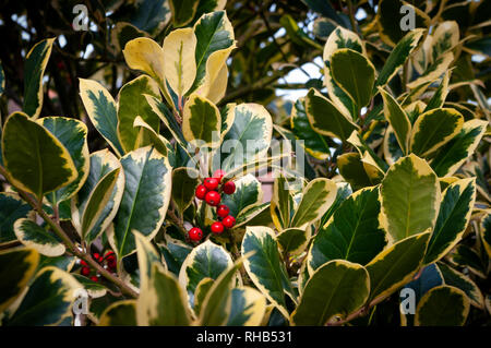 Red Stechpalme Beeren durch bunte Stechpalme Blätter umgeben. Stockfoto