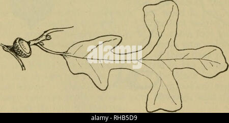 . Das Buch der Holzarbeit und indischen Überlieferung. Natural History; Camping; Leben im Freien; Indianer Nordamerikas. Post Oak, Eisen oder Eiche. {Quercus stellata) ein kleiner Baum, selten loo Fuß hoch; von sehr harten Holz, dmable; für Beiträge verwendet, etc. Ein kubischer Fuß wiegt 52 kg, also das Gleiche wie Shagbark Hickory. Die Blätter 5 bis 8 cm lang. Eicheln Reifen in einer Saison. Bitte beachten Sie, dass diese Bilder sind von der gescannten Seite Bilder, die digital für die Lesbarkeit verbessert haben mögen - Färbung und Aussehen dieser Abbildungen können nicht perfekt dem Original ähneln. extrahiert. Seton, Ernest Thomps Stockfoto