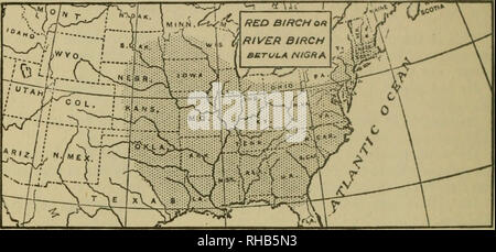 . Das Buch der Holzarbeit und indischen Überlieferung. Natural History; Camping; Leben im Freien; Indianer Nordamerikas. 38 o Das Buch der Holzarbeit erste der Birke Kanu geboren und für diese daran erinnert, und gehütet, bis der Mann mit dem kleinen Gewässer seine endgültige Ende erreicht hat. Red Birch oder Fluss Birke. (Betula nigra) ein großer Wald Baum des nassen Banken; bis zu 90 Meter hoch. Durch seine rot-brauner schuppiger Rinde bekannt, der birkenrinde Stil, und seine rote Zweige. Das Holz ist hell, stark, schließen, Licht. Ein kubischer Fuß wiegt 36 kg Blätter i^bis 3 Zoll lang.. Bitte beachten Sie, dass diese Bild Stockfoto