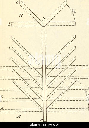 . Botanische Zeichen der Blätter der Dattelpalme in der Unterscheidung zwischen kultivierten Sorten verwendet. Datum palm; Blätter; Date palm. BULLETIN" 223, USLANDWIRTSCHAFTSMINISTERIUM. nach oben. Die Seiten oder die seitlichen Teilflächen sind etwas flach oder konkav, und ihre inneren Ränder, zunächst leicht zusammen, als Sie an der Oberseite sind so nah zusammen wie einen dreieckigen Querschnitt, um die Rippe zu geben. Die charakteristische Form oder Gewohnheit der Baumkronen jedes Datums Vielfalt, die durch die Kurven der leaf Blades, ist weitgehend bestimmt durch die Flexibilität der rachis. Dies ist Reg-in Teil erned von der DEG Stockfoto