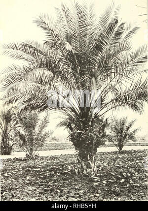 . Botanische Zeichen der Blätter der Dattelpalme in der Unterscheidung zwischen kultivierten Sorten verwendet. Datum palm; Blätter; Date palm. Bui. 223, US Abt. der Landwirtschaft. Platte IV. Eine Hayany Datum Baum, 10 Jahre alt, an der Tempe kooperative Datum Garten. Dieser Baum zeigt eine Reihe von Ablegern in der Amtsleitung, 3 oder 4 Fuß über dem Boden; auch anmutigen Laub und lange, flexible "Band" außenohren.. Bitte beachten Sie, dass diese Bilder extrahiert werden aus der gescannten Seite Bilder, die digital haben für die Lesbarkeit verbessert - Färbung und Aussehen dieser Abbildungen können nicht perfekt aussehen Stockfoto