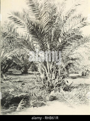 . Botanische Zeichen der Blätter der Dattelpalme in der Unterscheidung zwischen kultivierten Sorten verwendet. Datum palm; Blätter; Date palm. Bui. 223, US Abt. der Landwirtschaft. Platte I.. ! £ § :: ^r 9-Jahr-0 ld Datum Baum in der Genossenschaft Datum Garten, Tempe, Ariz. Eine große Anzahl von Fsme-Ableger, sowohl auf Basis von Stamm und an den Seiten gezeigt, sind getrimmt und zum Ausbau bereit. Bitte beachten Sie, dass diese Bilder sind von der gescannten Seite Bilder, die digital für die Lesbarkeit verbessert haben mögen - Färbung und Aussehen dieser Abbildungen können nicht perfekt dem Original ähneln. extrahiert. Mas Stockfoto