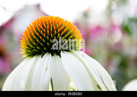 Weißen Echinacea Blume Stockfoto