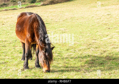 Schöne rote Pferd mit einem langen schwarzen Mähne in der Feder. Posieren für ein Portrait, essen Gras Stockfoto