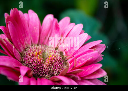 Rosa Gerbera Daisy Flower Stockfoto