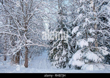 Eine verschneite Straße durch den Wald im Winter in Finnland. Weißer Schnee, die Bäume und ein Weg in den Wald. Arctic Climate. Stockfoto