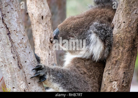Wild Koalabär in Australien schlafen im Baum sich selbst mit seinem langen schwarzen Krallen Stockfoto