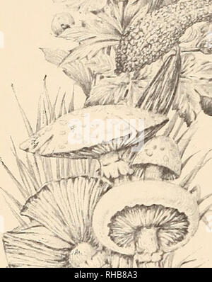 . Das Buch der Gartenarbeit; ein Handbuch der Gartenbau. Gartenarbeit ; Blumenkultur. . Bitte beachten Sie, dass diese Bilder sind von der gescannten Seite Bilder, die digital für die Lesbarkeit verbessert haben mögen - Färbung und Aussehen dieser Abbildungen können nicht perfekt dem Original ähneln. extrahiert. Drury, William D., 1857-1928, hrsg. London, Eng. , L. U. Gill; New York, U. S. A., C. Scribner's Söhne Stockfoto