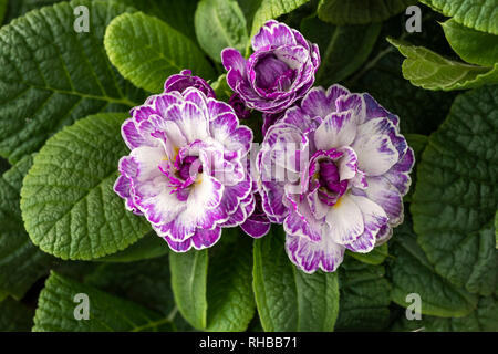 Nahaufnahme von Primula Belarina - Lively Lilac blühende im Januar, UK Stockfoto