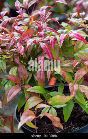 Nahaufnahme der Blätter von Nandina Domestica - Fire Power im Januar, England, UK Stockfoto